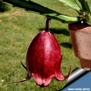 Stapelia leendertziae (tulipano nero/black tulip)