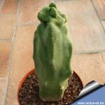 Lophocereus schottii forma mostruosa (minor "mieckleyanus")