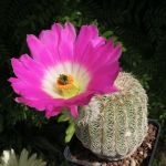 Echinocereus rigidissimus
