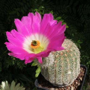 Echinocereus rigidissimus