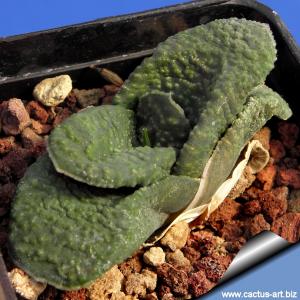 Gasteria armstrongii (various clones)