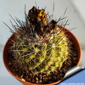 Copiapoa variispinata WM236 South of Blanco Encalada, 02 Antofagasta, Chile