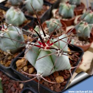 Echinocactus ingens CSD26 Zimapan, Hidalgo, Mexico