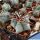 Echinocactus ingens CSD. 26 Zimapan