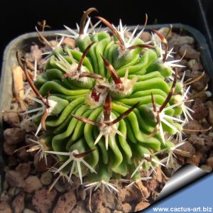 Echinofossulocactus dichroacanthus Salinas, San Luis Potosi, Mexico