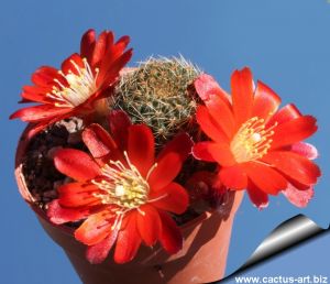 Rebutia vulpina