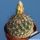 Coryphantha palmeri