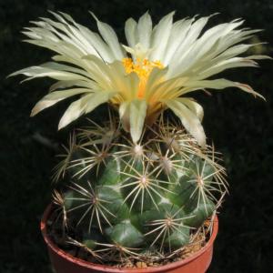 Coryphantha palmeri