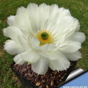 Echinocereus rigidissimus v. rubrispinus cv. KW BEISEL L088-B ('albiflorus')