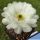 Echinocereus rigidissimus v. rubrispinus cv. KW BEISEL L088-B ('albiflorus')
