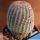 Echinocereus rigidissimus v. rubrispinus cv. KW BEISEL L088-B ('albiflorus')