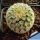 Echinocereus rigidissimus v. rubrispinus cv. KW BEISEL L088-B ('albiflorus')