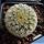Echinocereus rigidissimus v. rubrispinus cv. KW BEISEL L088-B ('albiflorus')