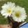 Echinocereus rigidissimus v. rubrispinus cv. KW BEISEL L088-B ('albiflorus')