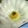 Echinocereus rigidissimus v. rubrispinus cv. KW BEISEL L088-B ('albiflorus')