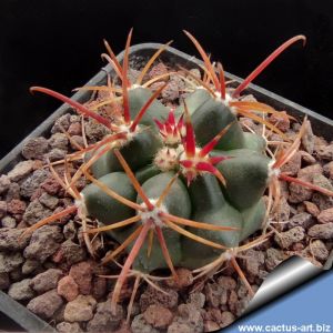 Ferocactus acanthodes v rostii