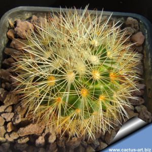 Mammillaria densispina ML312 La Ciénega to Terrero del Refugio, Aguas Calientes, Mexico, 2250m-2350m