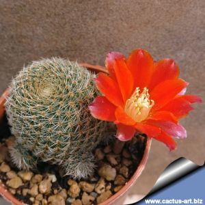 Rebutia teresae