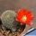 Rebutia teresae