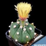 Astrophytum hybrid capricorne green (A.capricorne nudum X A. asterias nudum)
