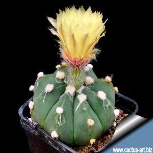 Astrophytum hybrid CAP-AS GREEN (A.capricorne nudum X A. asterias nudum)