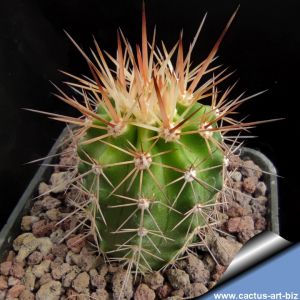 Echinocereus triglochidiatus v. gonacanthus