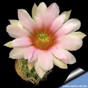 Echinocereus triglochidiatus v. gonacanthus
