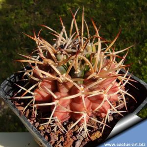 Gymnocalycium schickendantzii, Quilino