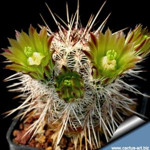 Echinocereus chloranthus