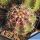 Echinocereus subinermis v. ochoterenae
