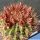 Ferocactus viridiscens ssp. littoralis