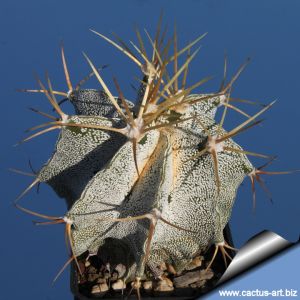 Astrophytum ornatum SB127 Meztitlan, Hidalgo, Mexico. (very dense white flocks)