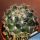 Coryphantha calipensis