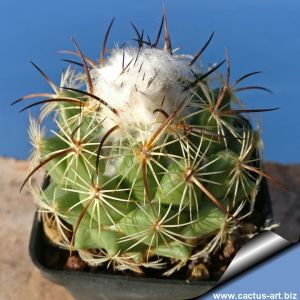 Coryphantha calipensis  Teotitlan, Oaxaca, Mexico