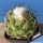 Coryphantha calipensis