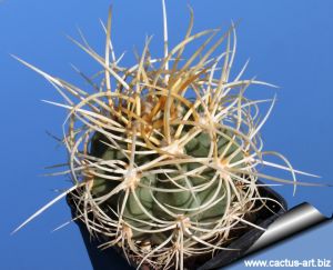 Denmoza rhodacantha var. diamantina