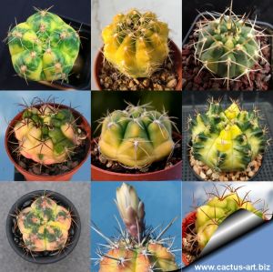 Gymnocalycium sp. forma variegata (Mixed forms)
