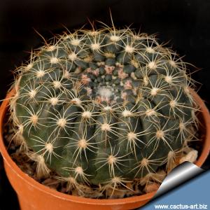 Notocactus concinnus v. gerbalitoenis