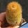 Notocactus leninghausii v. brunispinus