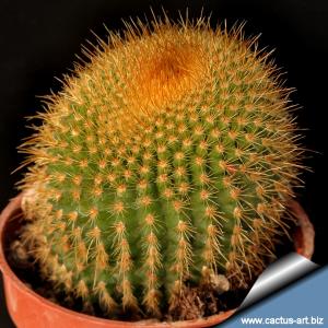 Notocactus leninghausii "brunispinus"