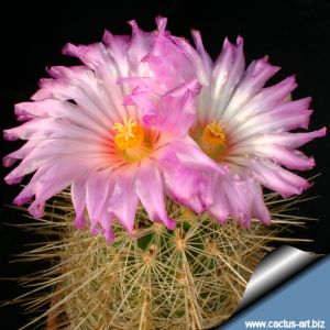 Thelocactus bicolor v. bolaensis