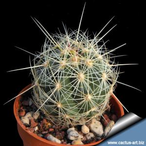 Thelocactus bicolor v. bolaensis