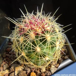 Thelocactus bicolor v. flavidispinus SB424 Brewster County, Texas, USA