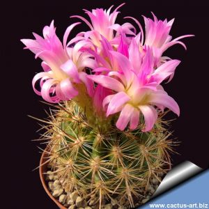 Eriosyce subgibbosa (Neoporteria subgibbosa)