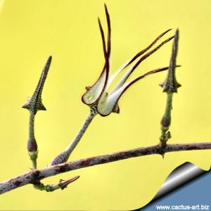 Ceropegia stapeliformis Clone 1(Unrootted cutting, 10-15 cm stalk)