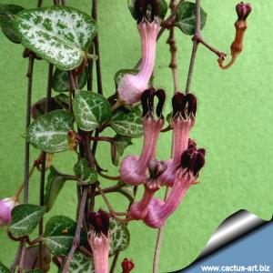 Ceropegia woody