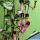 Ceropegia woody
