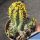 Euphorbia fruticosa (intermediate thorn)
