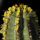 Euphorbia fruticosa