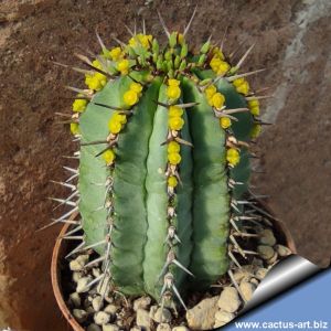 Euphorbia fruticosa (intermediate thorn)